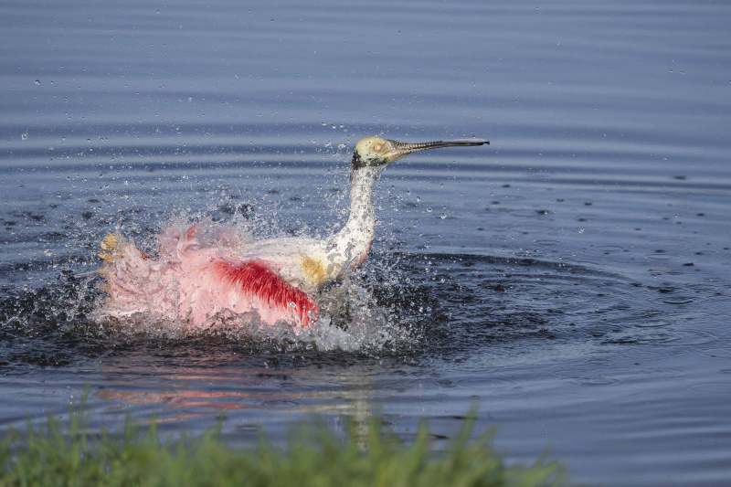 Roseate-Spoonbill-3200-bathing-_DSC4781-Stick-Marsh-Fellsmere-FL-