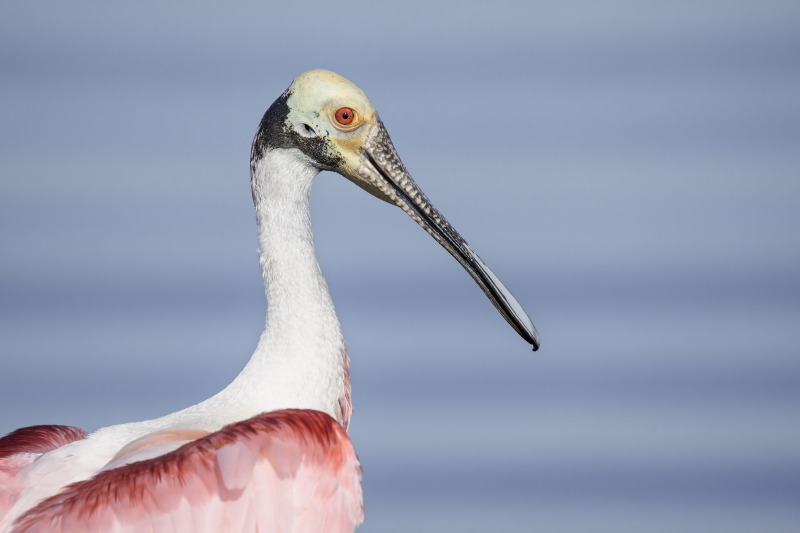 Roseate-Spoonbill-3200-head-portrait-_DSC5930-Stick-Marsh-Fellsmere-FL-