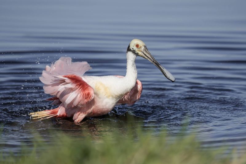 Roseate-Spoonbill-3200-preening-_DSC5174-Stick-Marsh-Fellsmere-FL-