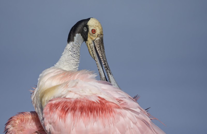 Roseate-Spoonbill-preening-_DSC5566-Stick-Marsh-Fellsmere-FL-