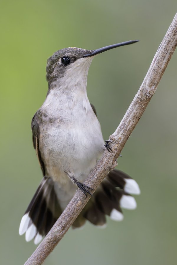 Ruby-throated-Hummingbird-3200-female-_DSC2070-South-Padre-Island-TX-