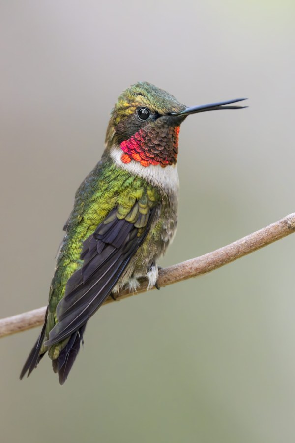 Ruby-throated-Hummingbird-3200-male-calling-_DSC2298-South-Padre-Island-TX-