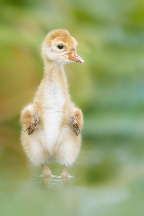 Sandhill-Crane-3200-chick-2-days-old-_DSC3014-Indian-Lake-Estates-FL