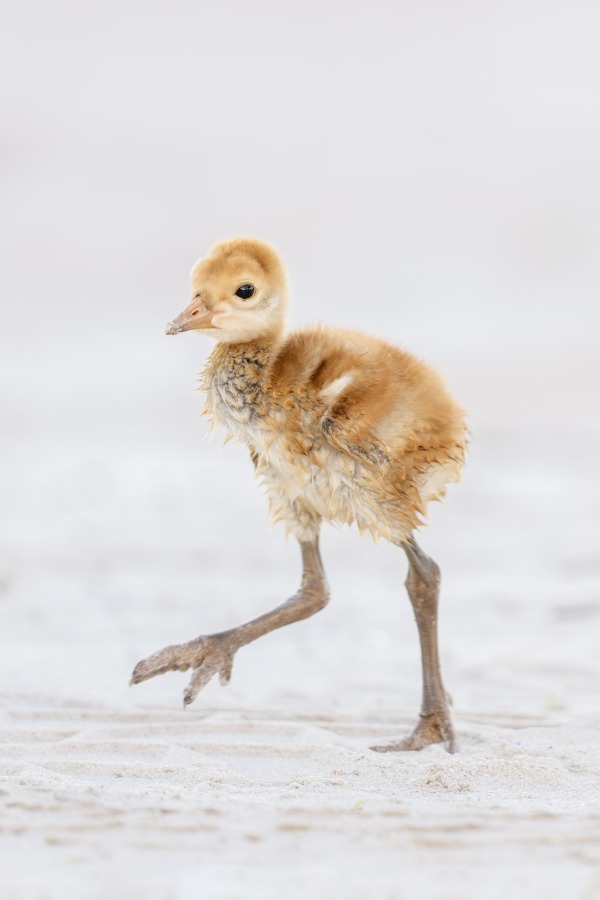 Sandhill-Crane-3200-chick-about-one-week-old-