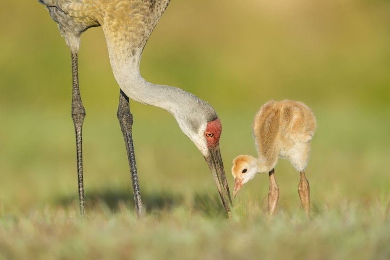 Sandhill-Crane-3200-chick-waiting-for-Mole-Cricket-_DSC9145-Indian-Lake-Estates-FL-
