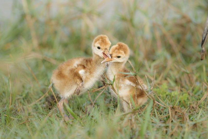 Sandhill-Crane-3200-chicks-squabbliing-_DSC0165-Indian-Lake-Estates-FL