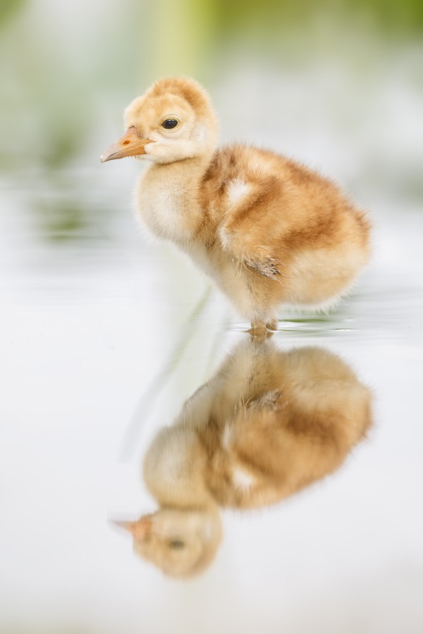 Sandhill-Crane-3200A-chick-in-water-_DSC3564-Indian-Lake-Estates-FL