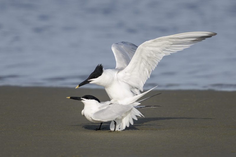 Sandwich-Terns-3200-copulating-_DSC6719-South-Padre-Island-TX-
