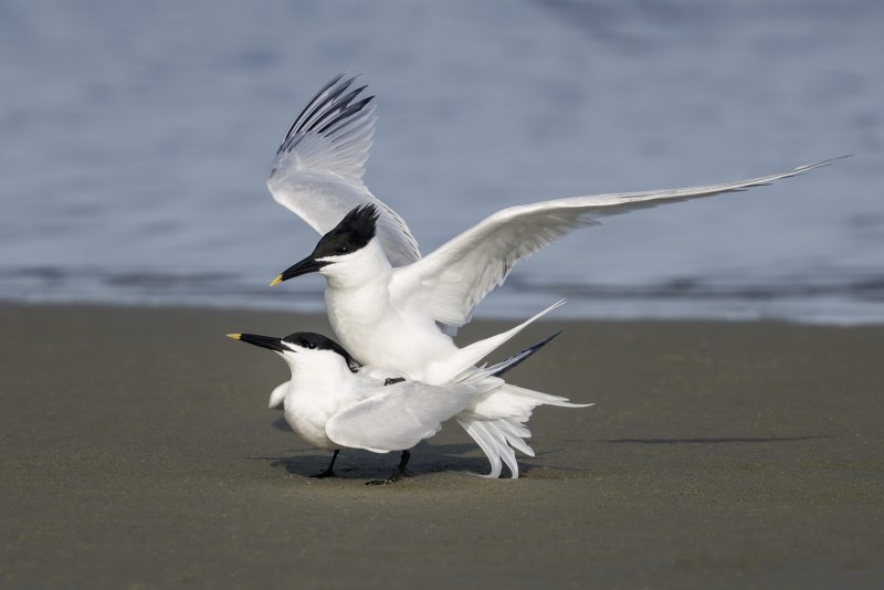 Sandwich-Terns-3200A-copulating-_DSC6677-South-Padre-Island-TX-