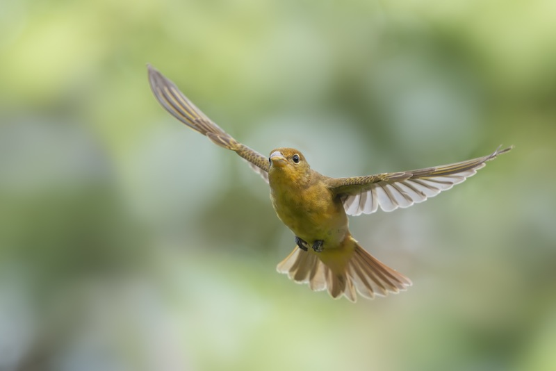 Summer-Tanager-3200-female-in-flight-_DSC6923-South-Padre-Island-TX-A