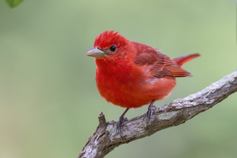 Summer-Tanager-3200-male-_DSC2521-South-Padre-Island-TX-