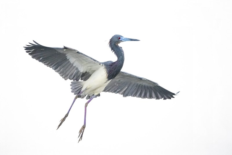 Tricolored-Heron-3200-in-flight-breeding-plumage-BOB-EAST-_DSC8478Indian-Stick-Marah-Florida
