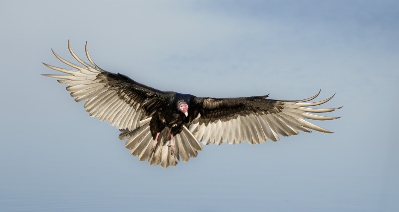 Turkey-Vulture-3200-braking-to-land-_NORA-DSC3749-Indian-Lake-Estates