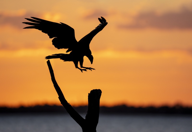 Turkey-Vulture-3200-landing-at-sunset-_DSC4217-Indian-Lake-Estates-FL-