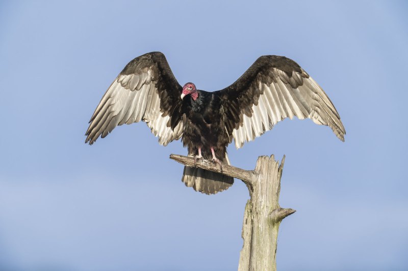 Turkey-Vulture-3200-with-wings-raised-_DSC2252-Indian-Lake-Estates-FL-