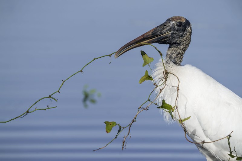 Wood-Stork-3200-with-nesting-material-_DSC1039-Stick-Marsh-Fellsmere-FL-