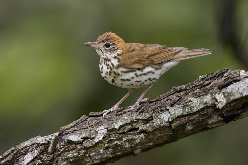Wood-Thrush-3200-on-fallen-branch-_DSC0310-South-Padre-Island-TX-