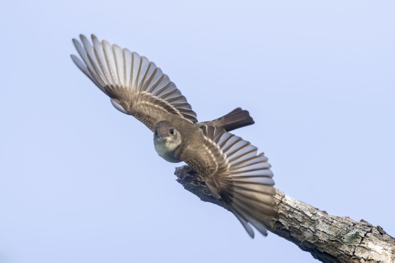 flycatcher-3200-sp-taking-flight-_DSC4829-South-Padre-Island-TX-
