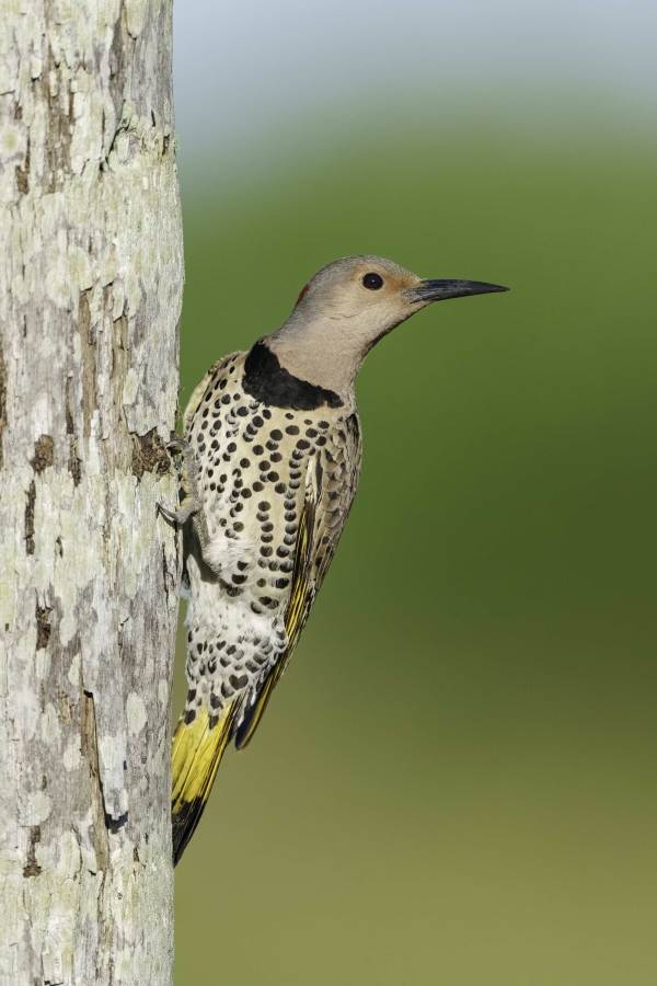 pugs-26_April11_-3200-backyard_51-Edit
