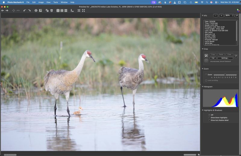 vert-crane-w-chick-ORIG