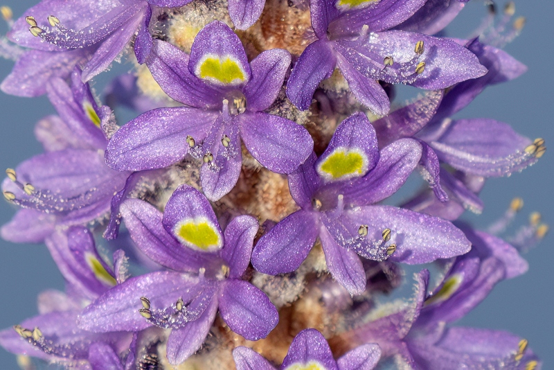 100-crop-Pickerelweed-flower-_DSC6692-Indian-Lake-Estates-FL