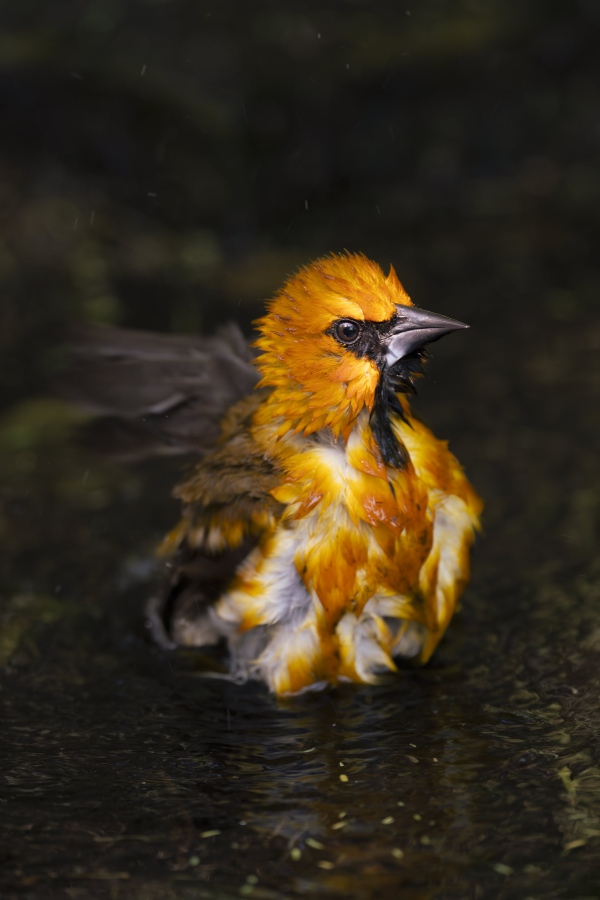 1_Altimiras-Oriole-3200-bathing-_DSC3333-South-Padre-Island-TX