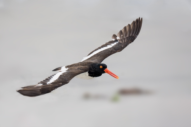 1_American-Oystercatcher-3200-adut-female-in-flight-_DSC5552-Nickerson-Beach-Park-Lideo-Beach-LI-NY