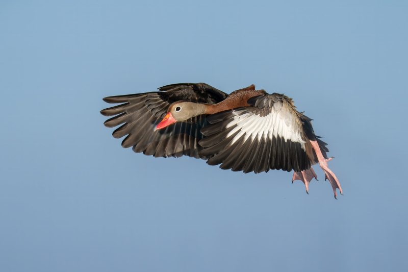 1_Black-bellied-Whistling-Duck-3200-in-flight-_DSC5475-Indian-Lake-Estates-FL