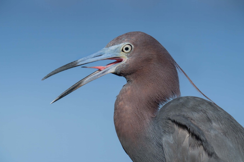 1_Little-Blue-Heron-3200-trying-to-wretch-a-pellet-_DSC7852-Indian-Lake-Estates-FL