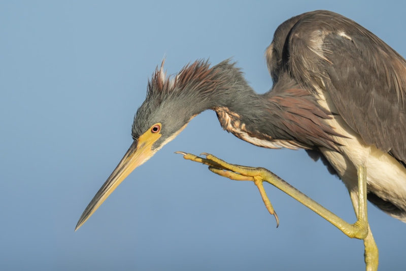 1_Tricolored-Heron-3200-adult-scratching-chin-_DSC4488-Indian-Lake-Estates-FL