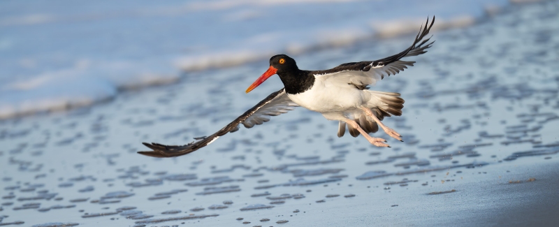 American-Oystercatcher-3200-adult-female-taking-flight-CJ-_DSC3271-Nickerson-Beach-NY