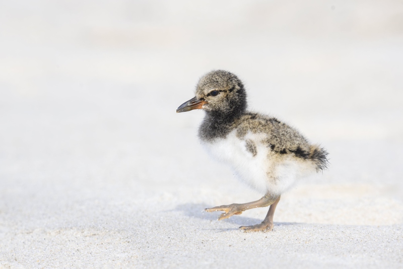 American-Oystercatcher-3200-chick-about-five-days-old-_DSC1314-Nickerson-Beach-Long-Island-NY