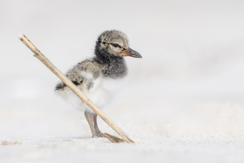 American-Oystercatcher-3200-chick-and-stalk-_DSC1257-Nickerson-Beach-Long-Island-NY