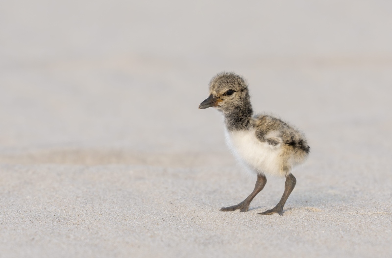 American-Oystercatcher-3200-chick-less-than-1-day-old-_DSC4484-Nickerson-Beach-Long-Island-NY
