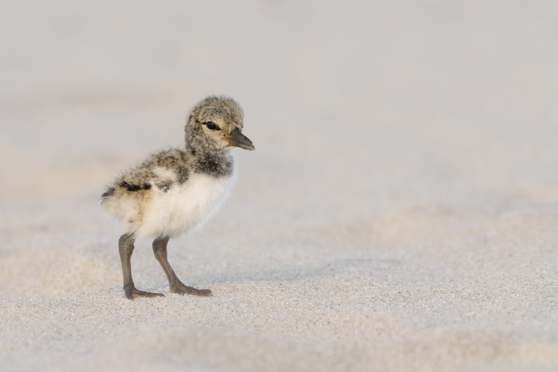 American-Oystercatcher-3200-chick-less-than-one-day-old-_DSC4545-Nickerson-Beach-Long-Island-NY