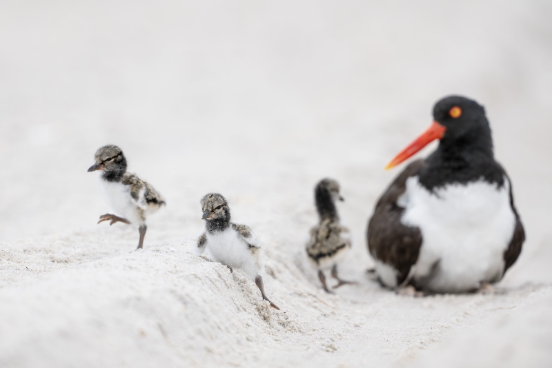 American-Oystercatcher-3200-chick-struglling-to-get-out-of-tire-track-_DSC9788-Nickerson-Beach-Long-Island-NY