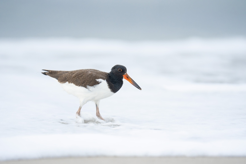 American-Oystercatcher-3200-juvenile-in-foam-from-breaking-wave-_DSC9525-Nickerson-Beach-Park-Lideo-Beach-LI-NY