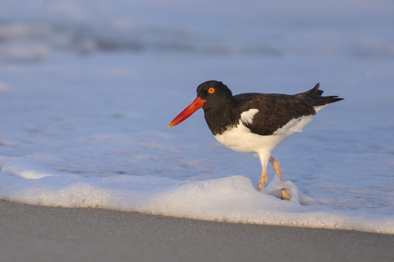 American-Oystercatcher-3200-male-foraging-in-surf-in-sweet-light-_DSC7605-Nickerson-Beach-Long-Island-NY
