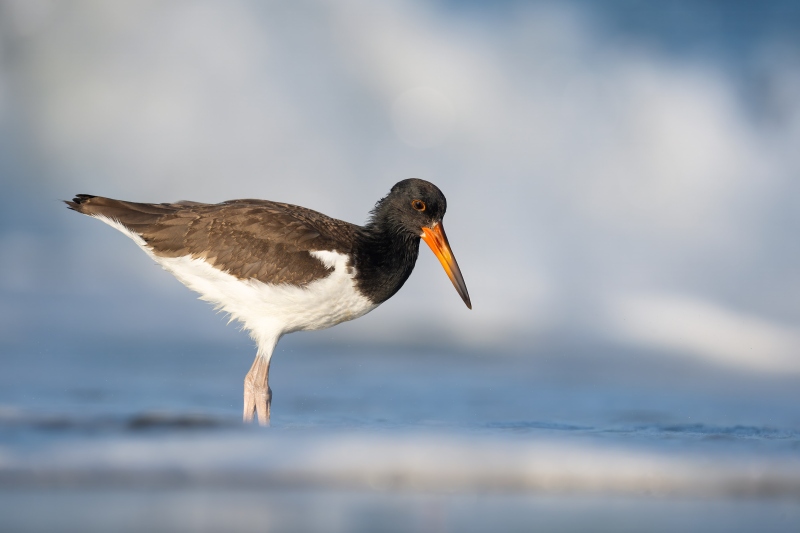 American-Oystercatcher-3200-worn-juvenile-plumage-_DSC8586-Nickerson-Beach-Park-Lideo-Beach-LI-NY