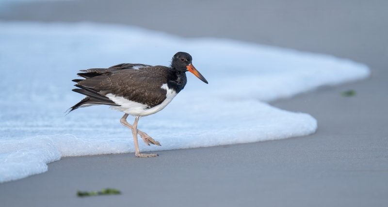 American-Oystercatcher-j-3200-uvenile-CJ-_DSC6386-Nickerson-Beach-NY