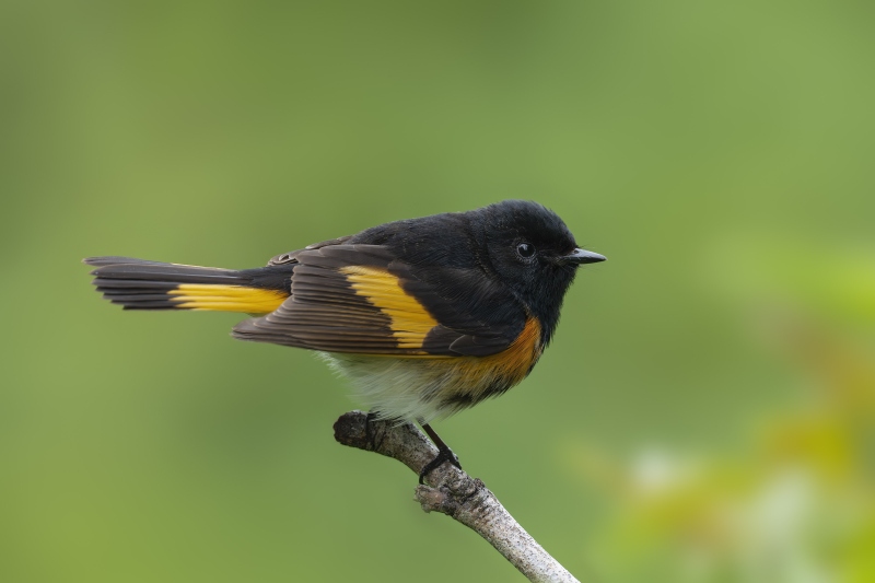 American-Redstart-3200-male-_DSC9004-South-Padre-Island-TX