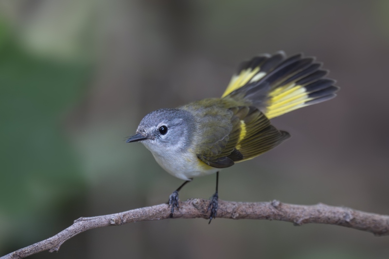 American-Redstart-3200-yellowstart-with-tail-fanned-_DSC4797-South-Padre-Island-TX-