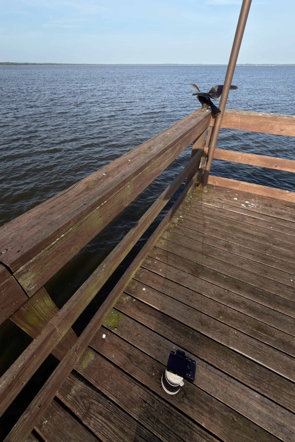 Anhinga-3200-tame-IMG_0698