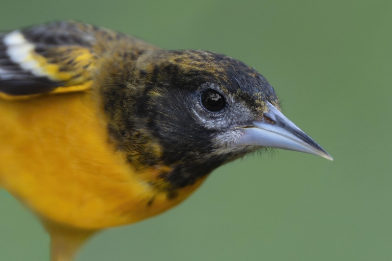 Baltimore-Oriole-3000-first-year-male-_DSC0079-South-Padre-Island-TX