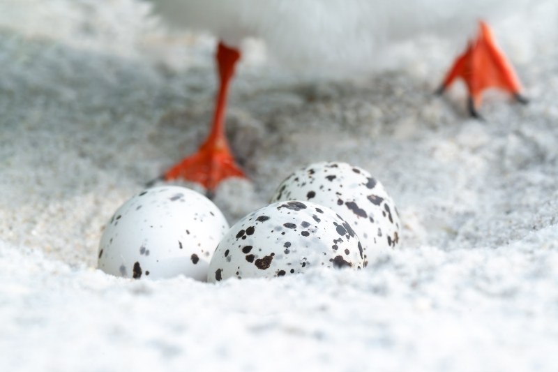 Black-Skimmer-3200-3-egg-clutch-adult-approachiing-_DSC8382-Nickerson-Beach-Park-Lideo-Beach-LI-NY