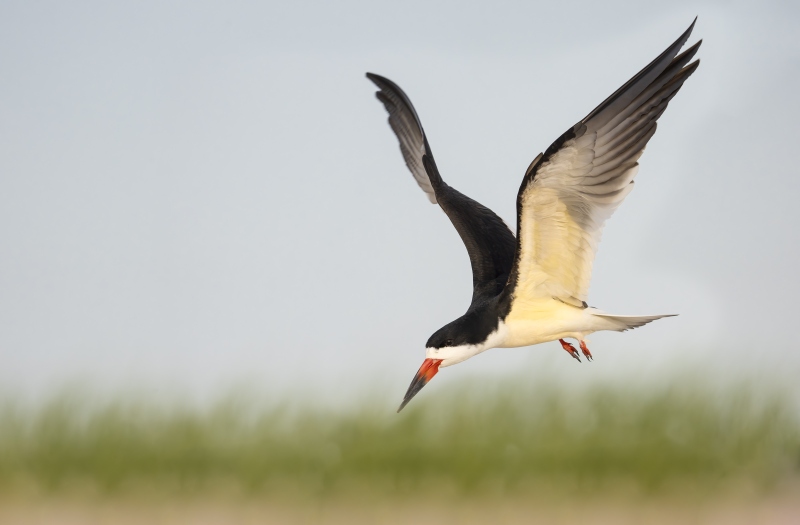 Black-Skimmer-3200-B-without-friends-incoming-_DSC5515-Nickerson-Beach-Long-Island-NY