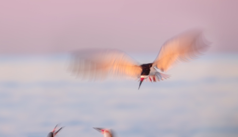 Black-Skimmer-3200-LGHTR-first-light-blur-_DSC6868-Nickerson-Beach-Park-Lideo-Beach-LI-NY