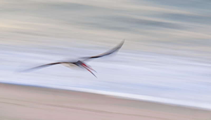 Black-Skimmer-3200-abstract-_DSC9833-Nickerson-Beach-Park-Lideo-Beach-LI-NY