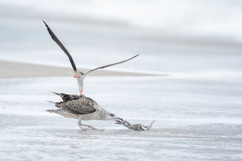 Black-Skimmer-3200-adult-attacking-Great-Black-backed-Gull-killing-juvenile-skimmer-_DSC0681-Nickerson-Beach-Park-Lideo-Beach-LI-NY