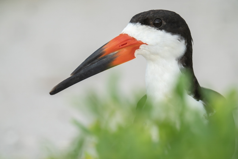 Black-Skimmer-3200-adult-head-portrait-_DSC8922-Nickerson-Beach-Park-Lideo-Beach-LI-NY
